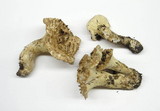 Gomphus kauffmanii image