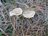 Clitocybe metachroa image