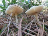 Clitocybe metachroa image