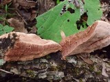 Hapalopilus rutilans image