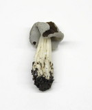 Helvella maculata image