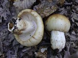 Russula foetens image