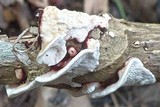 Earliella scabrosa image