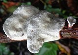 Earliella scabrosa image