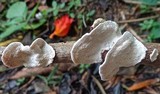 Earliella scabrosa image