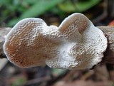 Earliella scabrosa image