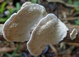 Earliella scabrosa image