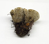 Hydnellum aurantiacum image