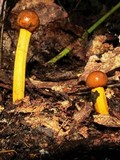 Tolypocladium capitatum image