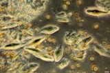 Inocybe cinnamomea image