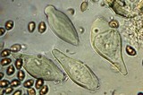 Inocybe cinnamomea image