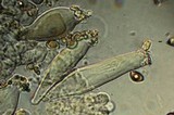 Inocybe cinnamomea image