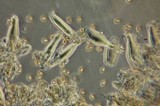 Inocybe cinnamomea image