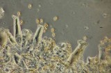 Inocybe cinnamomea image