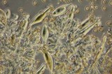 Inocybe cinnamomea image