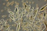 Inocybe cinnamomea image