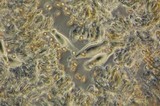 Inocybe cinnamomea image