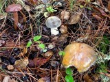 Chroogomphus vinicolor image