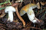 Chroogomphus vinicolor image