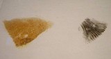 Chroogomphus vinicolor image