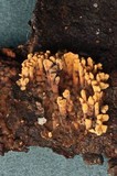 Pirex concentricus image