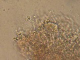 Pirex concentricus image