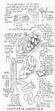 Pirex concentricus image