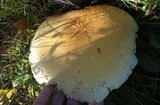 Hemipholiota populnea image