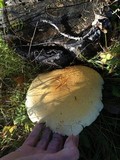 Hemipholiota populnea image