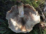 Hemipholiota populnea image
