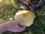 Hemipholiota populnea image