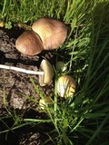Protostropharia semiglobata image