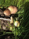 Protostropharia semiglobata image