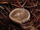 Mycena pura image
