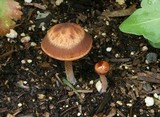 Panaeolus cinctulus image