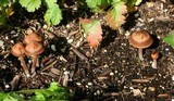 Panaeolus cinctulus image