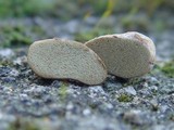 Rhizopogon roseolus image