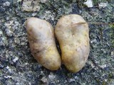 Rhizopogon roseolus image