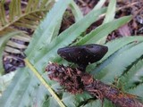 Pseudoplectania vogesiaca image