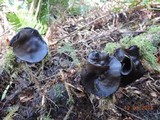 Pseudoplectania vogesiaca image