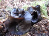 Pseudoplectania vogesiaca image