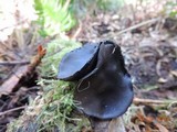 Pseudoplectania vogesiaca image