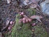 Tubaria punicea image