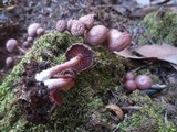 Tubaria punicea image
