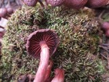 Tubaria punicea image