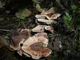 Hydnellum compactum image