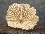 Crepidotus variabilis image