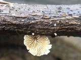 Crepidotus variabilis image