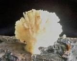 Crepidotus variabilis image