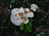 Hydnellum compactum image